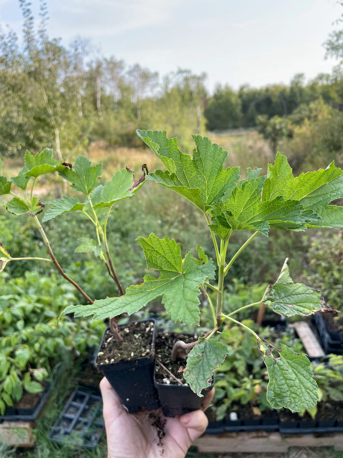 Tiben Black Currant