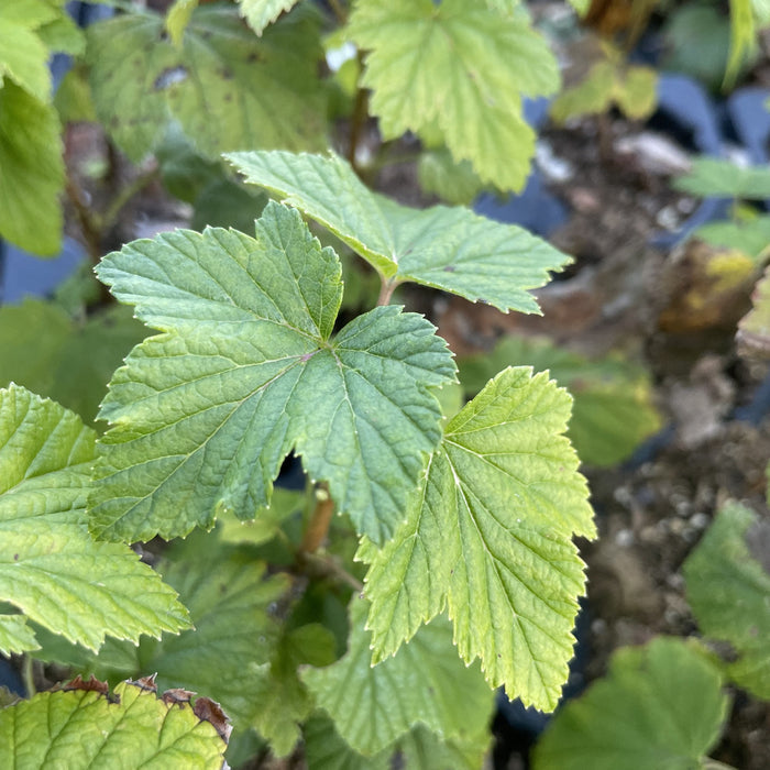 Titania Black Currant (Ribes nigrum 'Titania') at Oak Summit Nursery, fall 2026