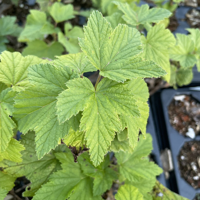 Titania Black Currant (Ribes nigrum 'Titania') at Oak Summit Nursery, fall 2026