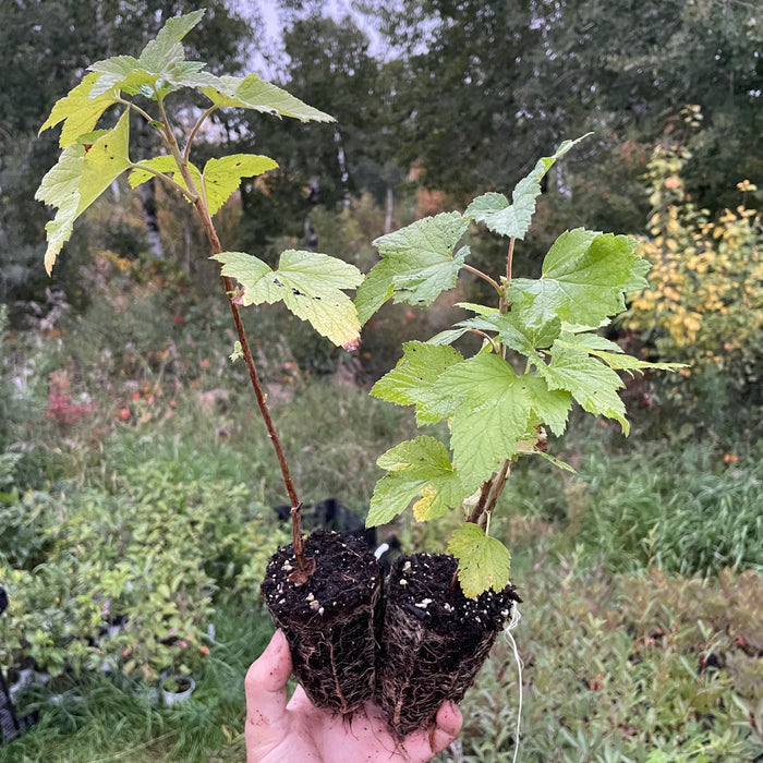 Titania Black Currant