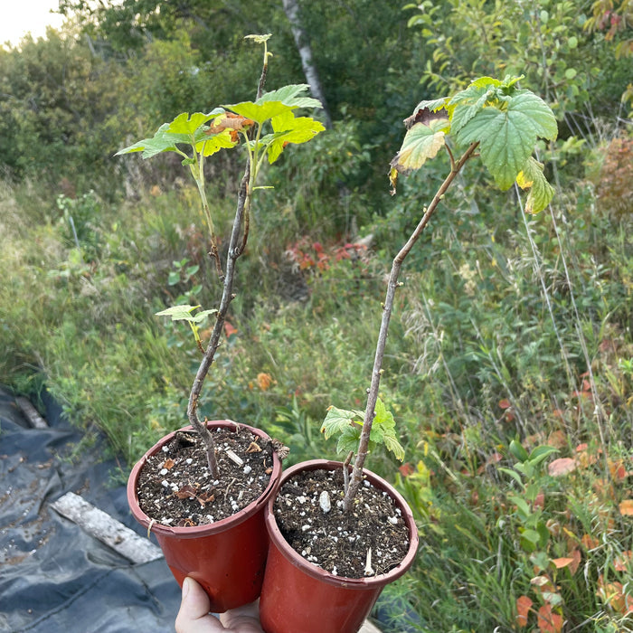 Titania Black Currant