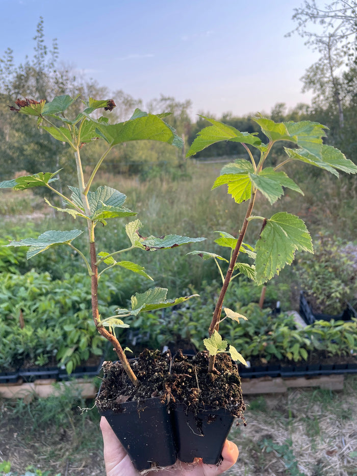 Titania Black Currant