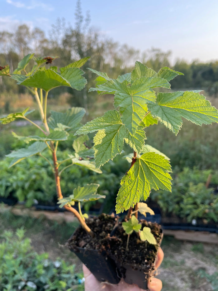 Titania Black Currant