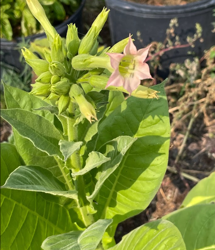 Tobacco Seeds (Nicotiana tabacum)