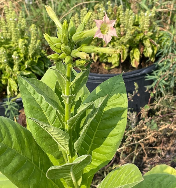 Tobacco Seeds (Nicotiana tabacum)