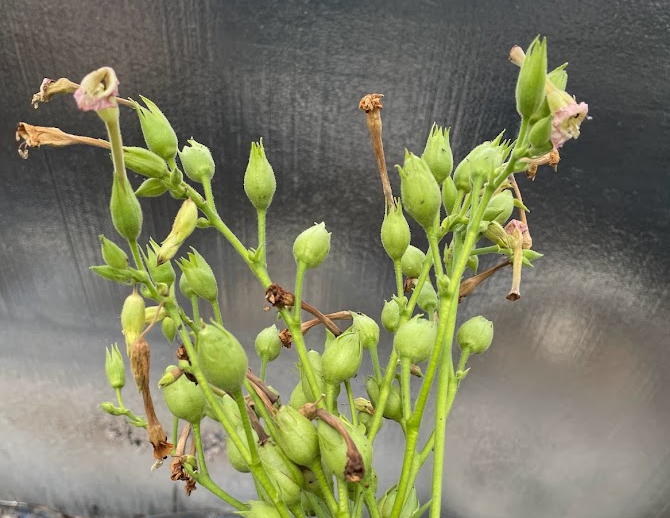 Tobacco Seeds (Nicotiana tabacum)