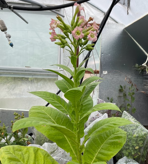 Tobacco Seeds (Nicotiana tabacum)