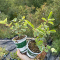 Unlabelled Haskap
