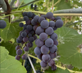 Valiant Grape Seeds
