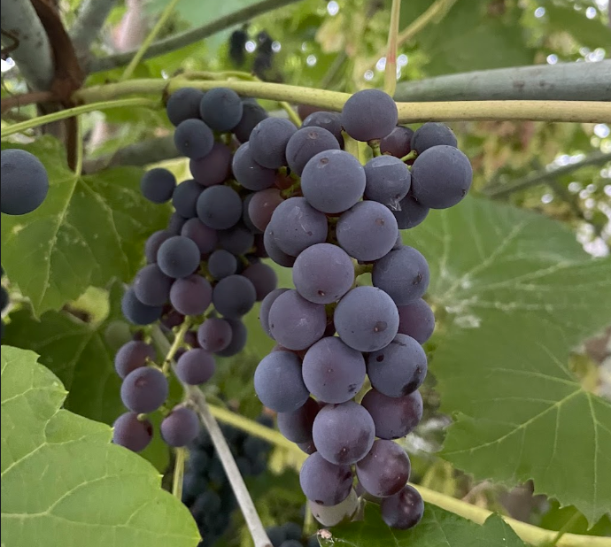 Valiant Grape Seeds