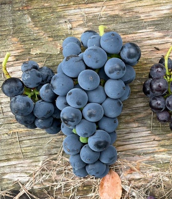 Valiant Grape Seeds