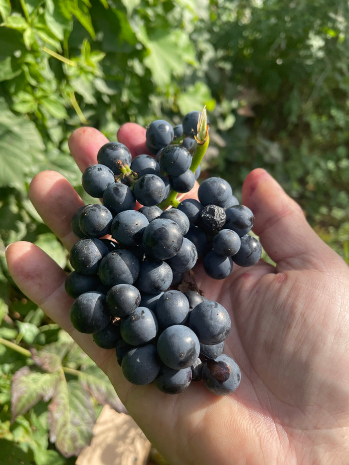 Valiant Grape Seeds