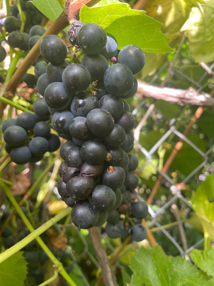 Valiant Grape Seeds