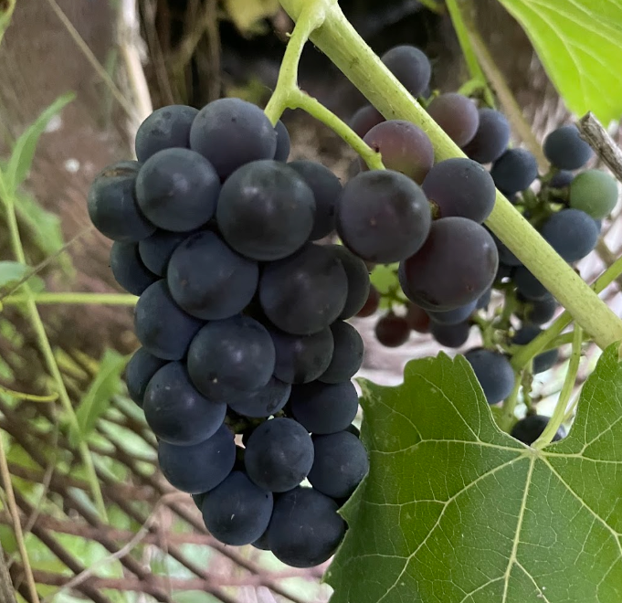 Valiant Grape Seeds