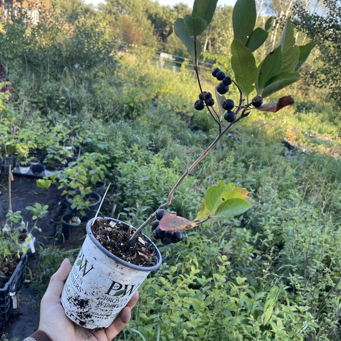 Viking Chokeberry at Oak Summit Nursery, fall 2026