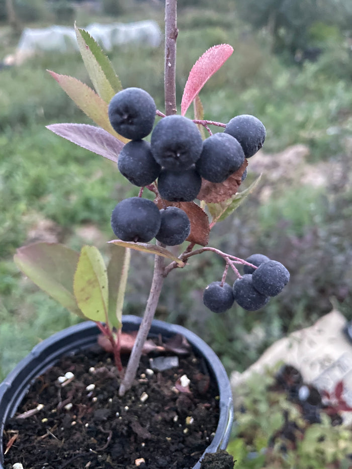 Viking Chokeberry