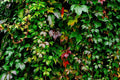 Virginia Creeper Seeds