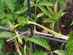 Virginia Creeper Seeds