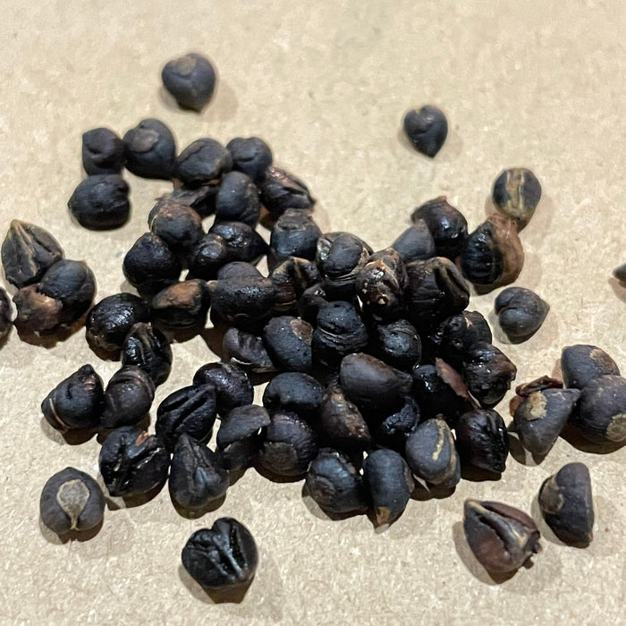 Virginia Creeper Seeds