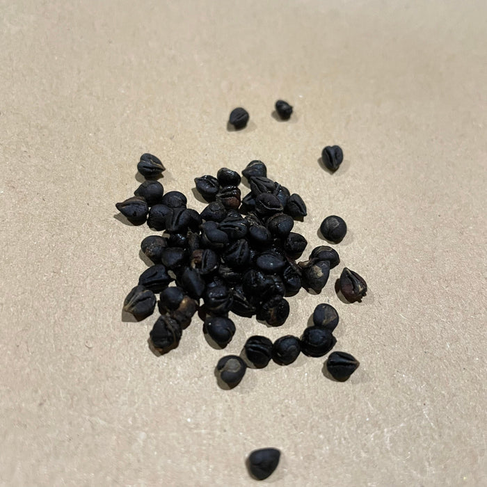 Virginia Creeper Seeds