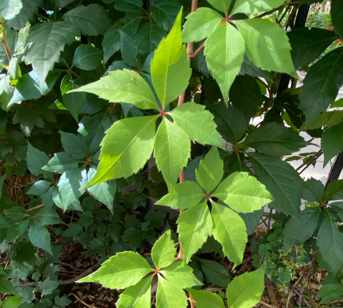 Virginia Creeper Seeds