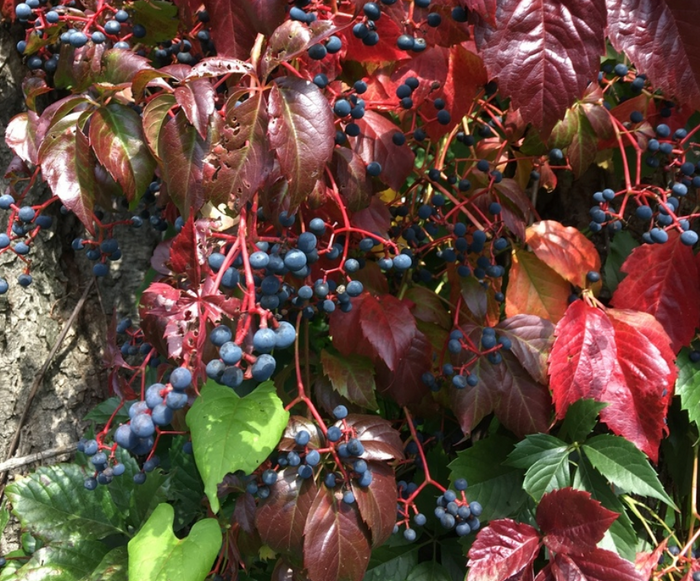 Virginia Creeper Seeds