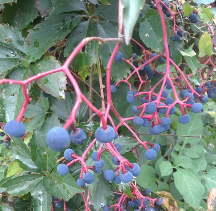 Virginia Creeper Seeds