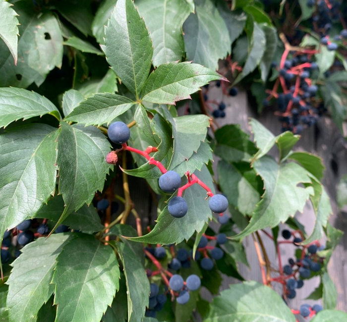 Virginia Creeper Seeds