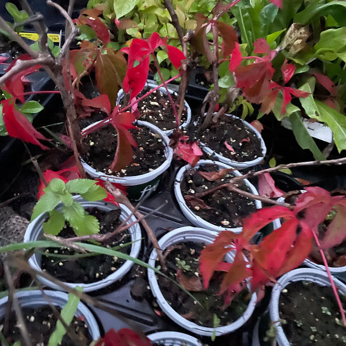 Virginia Creeper