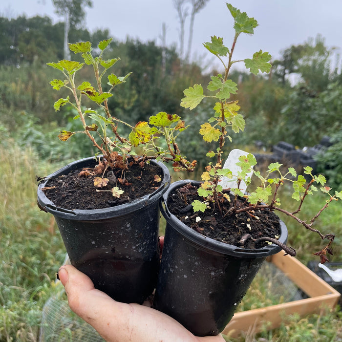 Wax Currant