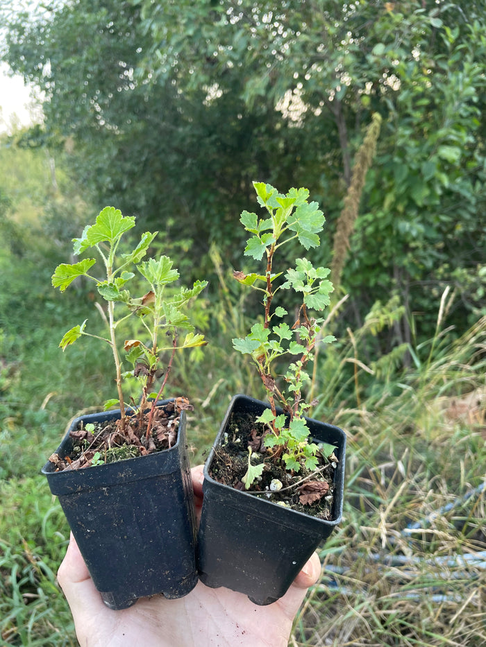 Wax Currant