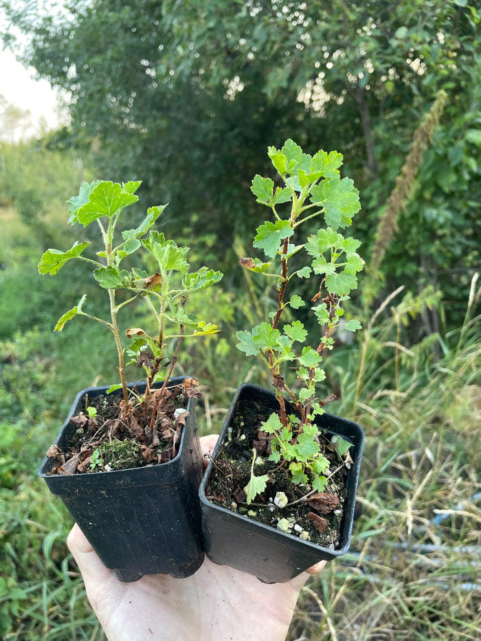 Wax Currant