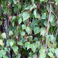 Weeping Birch