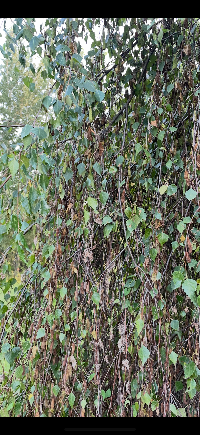 Weeping Birch
