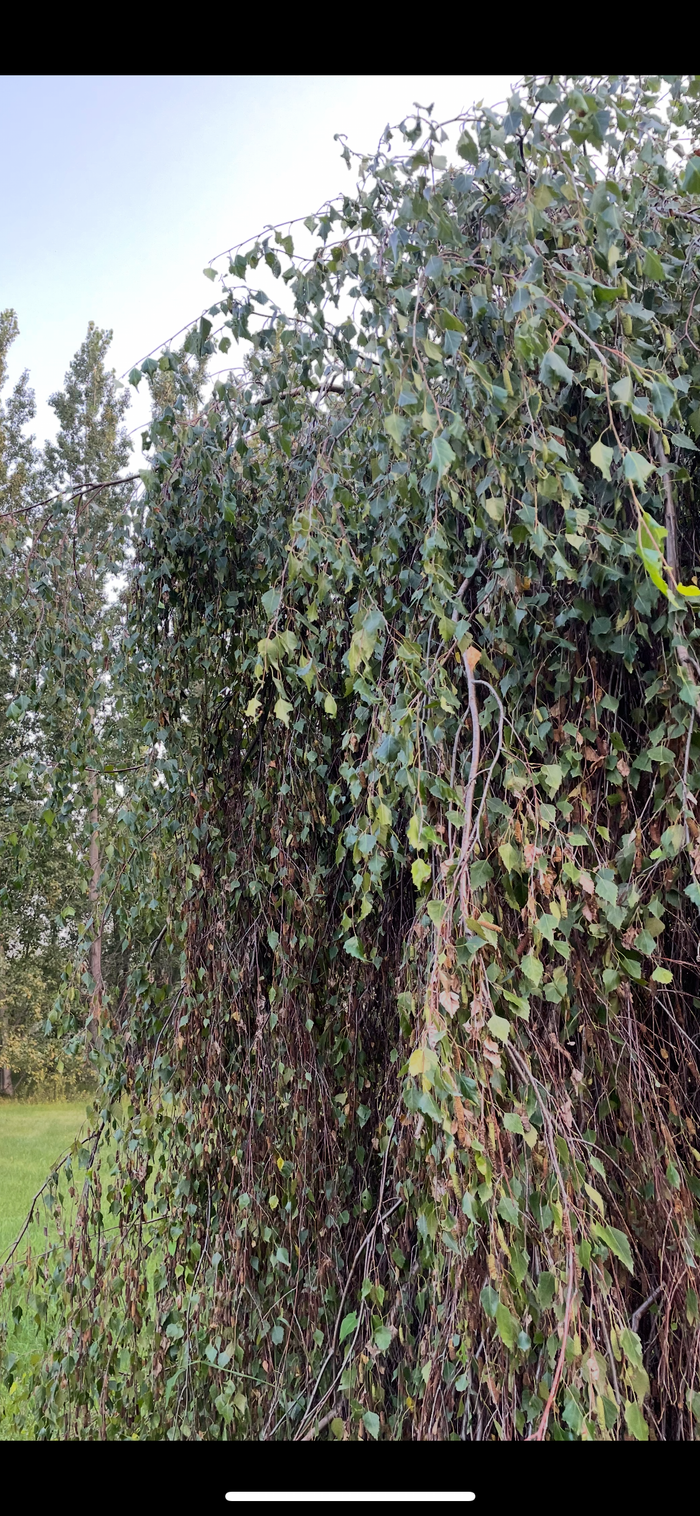 Weeping Birch