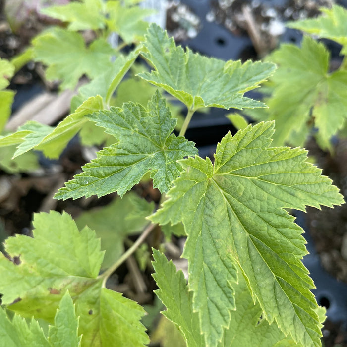 Wellington Black Currant (Ribes nigrum 'Wellington') at Oak Summit Nursery, fall 2026