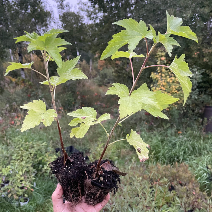 Wellington Black Currant