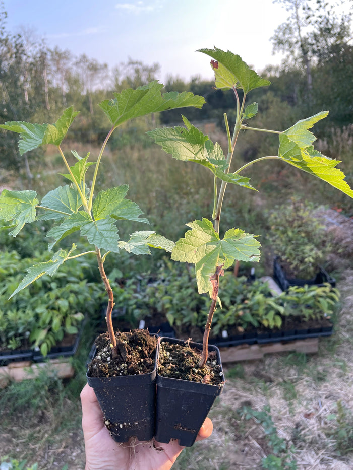 Wellington Black Currant