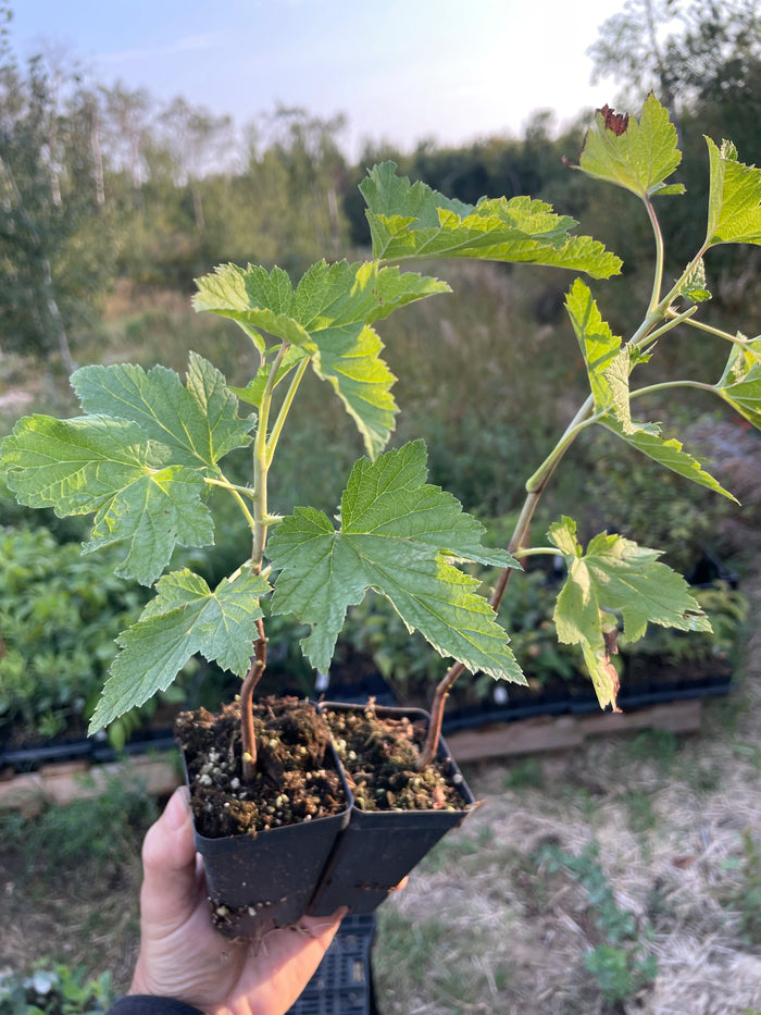 Wellington Black Currant