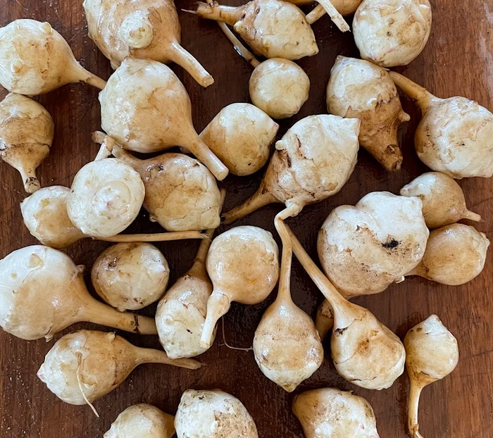 White Jerusalem Artichoke Tubers