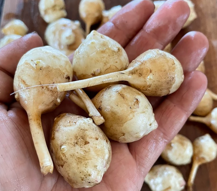 White Jerusalem Artichoke Tubers
