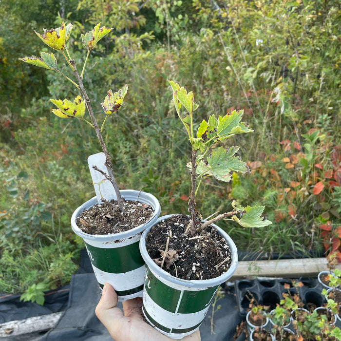 White Pearl Currant