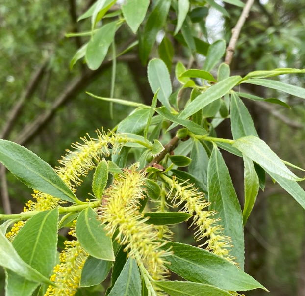 White Willow