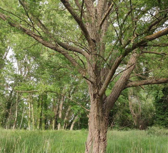 White Willow