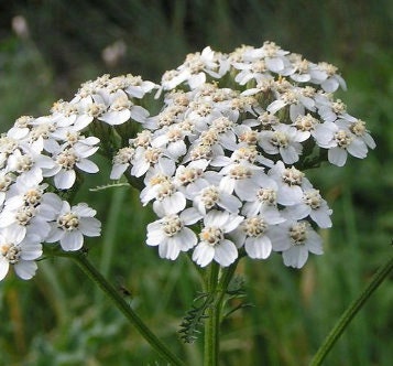 White Yarrow, mature plant detail