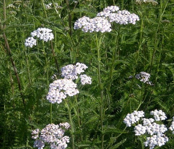 White Yarrow Seeds