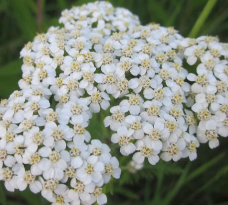 White Yarrow Seeds