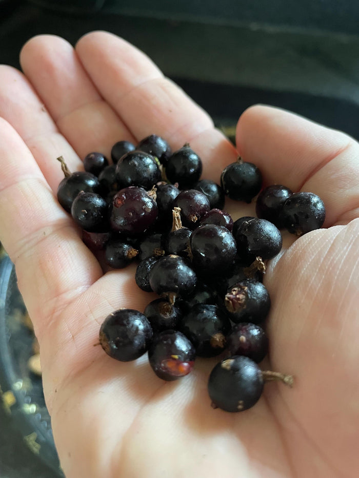 Wild American Black Currant Seeds