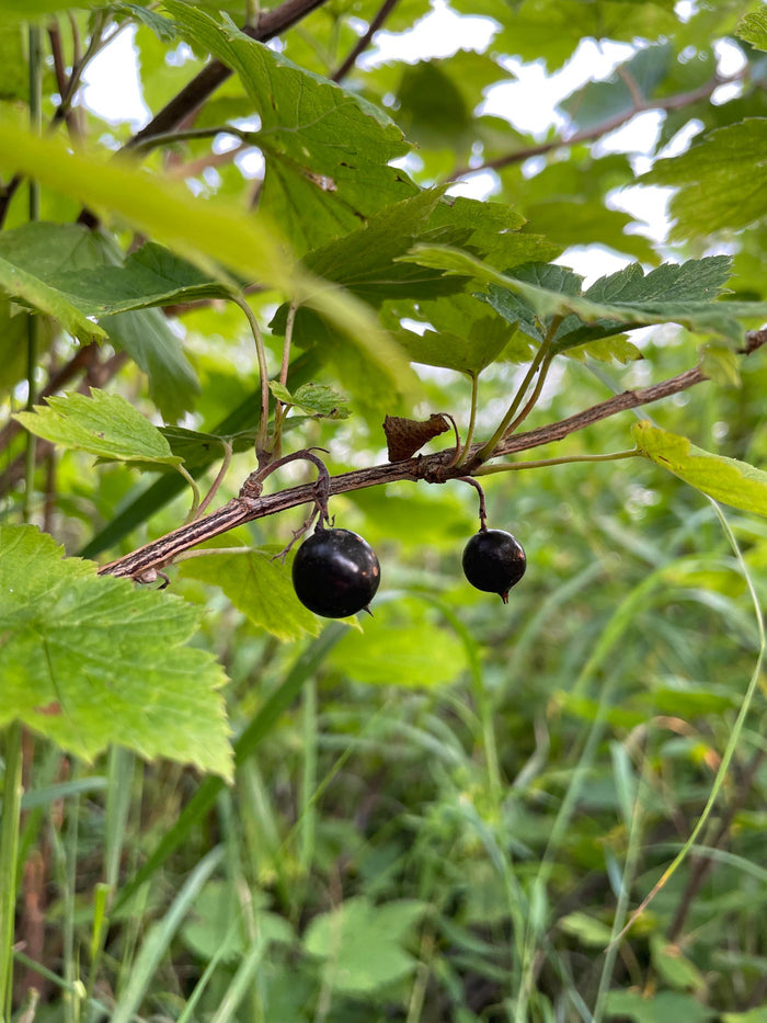 Wild American Black Currant Seeds