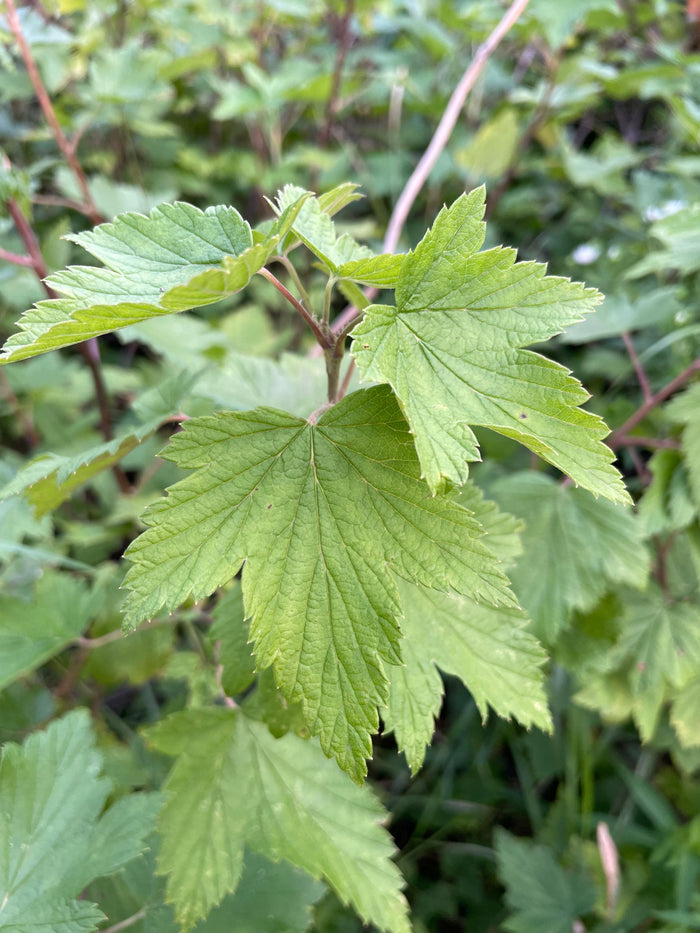 Wild American Black Currant Seeds